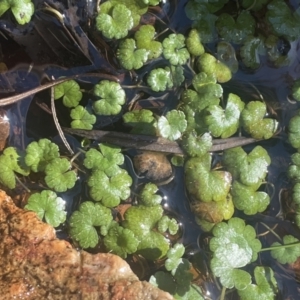 Hydrocotyle rivularis at Burra, NSW - 31 Jul 2023 01:49 PM