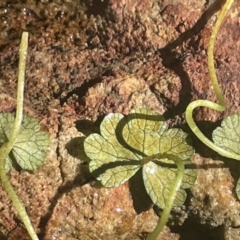 Hydrocotyle rivularis at Burra, NSW - 31 Jul 2023 01:49 PM