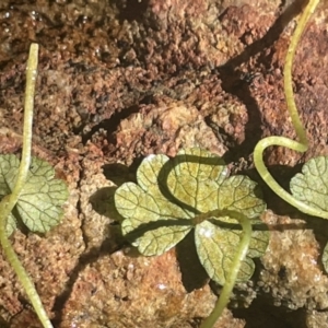 Hydrocotyle rivularis at Burra, NSW - 31 Jul 2023 01:49 PM