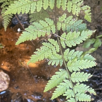 Hypolepis sp. at Burra, NSW - 31 Jul 2023 by JaneR