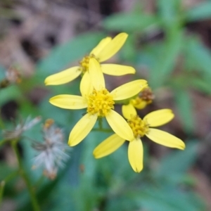 Senecio linearifolius var. latifolius at Paddys River, ACT - 26 Apr 2023