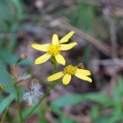 Senecio linearifolius var. latifolius at Paddys River, ACT - 26 Apr 2023