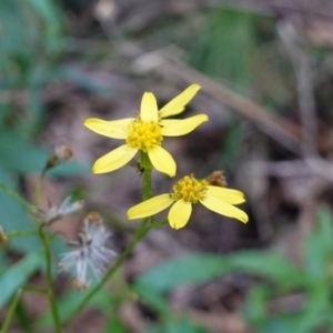 Senecio linearifolius var. latifolius at Paddys River, ACT - 26 Apr 2023