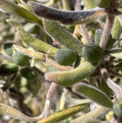 Persoonia rigida (Hairy Geebung) at Tinderry, NSW - 31 Jul 2023 by JaneR