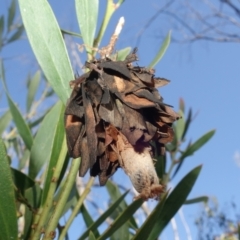 Hyalarcta huebneri (Leafy Case Moth) at Namadgi National Park - 10 May 2023 by RobG1
