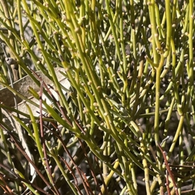 Omphacomeria acerba (Leafless Sour-bush) at Tinderry Nature Reserve - 31 Jul 2023 by JaneR