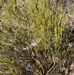 Omphacomeria acerba at Tinderry, NSW - 31 Jul 2023