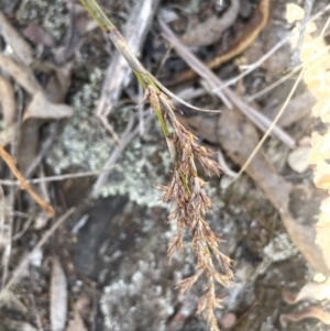 Lepidosperma laterale at Burra, NSW - 31 Jul 2023 02:11 PM