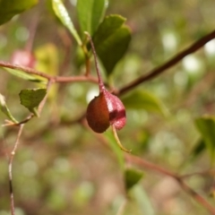 Dodonaea viscosa subsp. cuneata (Wedge-leaved Hop Bush) at Canberra Central, ACT - 11 May 2023 by RobG1