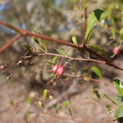 Dodonaea viscosa subsp. cuneata at Canberra Central, ACT - 11 May 2023 10:19 AM