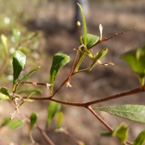 Dodonaea viscosa subsp. cuneata at Canberra Central, ACT - 11 May 2023 10:19 AM