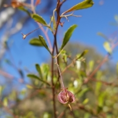 Dodonaea viscosa subsp. cuneata at Canberra Central, ACT - 11 May 2023 10:19 AM