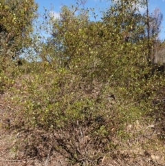 Dodonaea viscosa subsp. cuneata at Canberra Central, ACT - 11 May 2023 10:19 AM