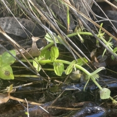 Gratiola peruviana (Australian Brooklime) at Burra, NSW - 31 Jul 2023 by JaneR