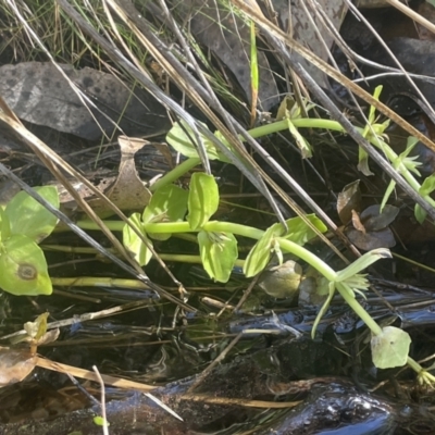 Gratiola peruviana (Australian Brooklime) at Tinderry Nature Reserve - 31 Jul 2023 by JaneR