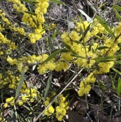 Acacia lanigera var. lanigera (Woolly Wattle, Hairy Wattle) at Aranda, ACT - 1 Aug 2023 by lbradley