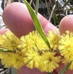 Acacia lanigera var. lanigera at Aranda, ACT - 1 Aug 2023 10:35 AM