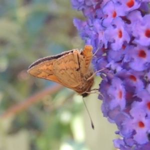 Ocybadistes walkeri at Conder, ACT - 10 Jan 2023