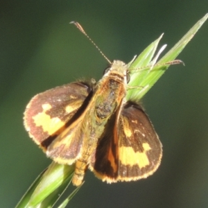 Ocybadistes walkeri at Conder, ACT - 10 Jan 2023