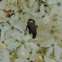 Hylaeus (Hylaeorhiza) nubilosus (A yellow-spotted masked bee) at Pollinator-friendly garden Conder - 9 Jan 2023 by michaelb