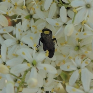 Hylaeus (Hylaeorhiza) nubilosus at Pollinator-friendly garden Conder - 9 Jan 2023 04:27 PM