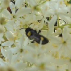 Hylaeus (Hylaeorhiza) nubilosus at Pollinator-friendly garden Conder - 9 Jan 2023 04:27 PM