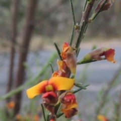 Dillwynia sericea (Egg And Bacon Peas) at Bowning, NSW - 11 Dec 2022 by michaelb