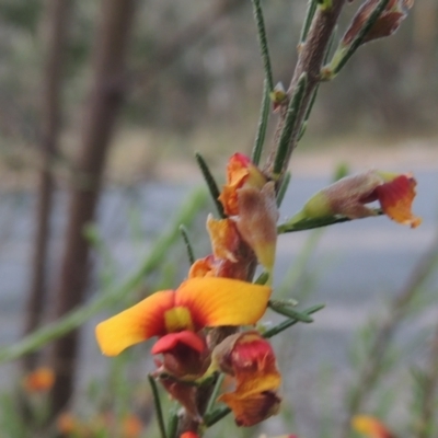 Dillwynia sericea (Egg And Bacon Peas) at Bowning, NSW - 11 Dec 2022 by michaelb
