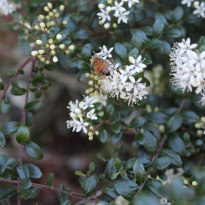 Apis mellifera (European honey bee) at Kaleen, ACT - 1 Aug 2023 by maura