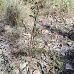 Pimelea linifolia subsp. linifolia (Queen of the Bush, Slender Rice-flower) at Wanniassa Hill - 1 Aug 2023 by LPadg