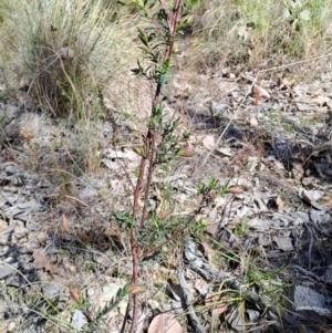 Pimelea linifolia subsp. linifolia at Tuggeranong, ACT - 1 Aug 2023 12:56 PM