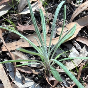 Senecio quadridentatus at Higgins, ACT - 1 Aug 2023