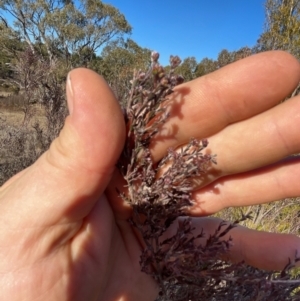 Kunzea parvifolia at Paddys River, ACT - 1 Aug 2023