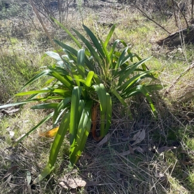 Agapanthus praecox subsp. orientalis (Agapanthus) at Gossan Hill - 1 Aug 2023 by JVR