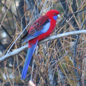 Platycercus elegans at Braidwood, NSW - 1 Aug 2023