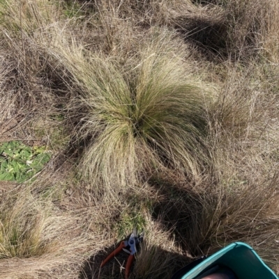 Nassella trichotoma (Serrated Tussock) at Watson, ACT - 31 Jul 2023 by waltraud