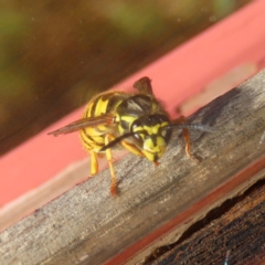 Vespula germanica (German Yellowjacket Wasp (also known as European Wasp)) at Braidwood, NSW - 1 Aug 2023 by MatthewFrawley