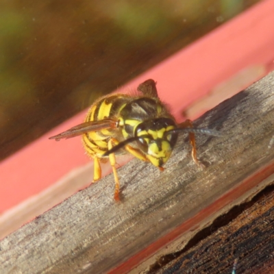 Vespula germanica (German Yellowjacket Wasp (also known as European Wasp)) at Braidwood, NSW - 1 Aug 2023 by MatthewFrawley