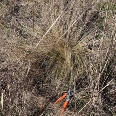 Nassella trichotoma (Serrated Tussock) at Watson, ACT - 31 Jul 2023 by waltraud