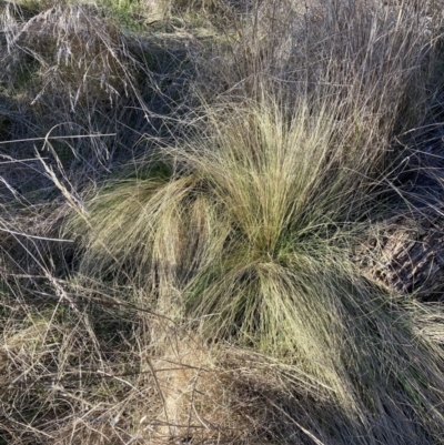 Nassella trichotoma (Serrated Tussock) at Watson, ACT - 31 Jul 2023 by waltraud