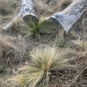 Nassella trichotoma at Watson, ACT - 31 Jul 2023