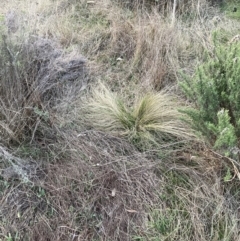 Nassella trichotoma at Watson, ACT - 31 Jul 2023