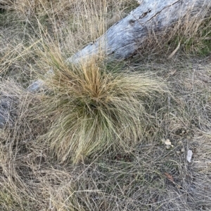 Nassella trichotoma at Watson, ACT - 31 Jul 2023