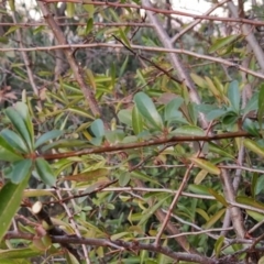 Pyracantha fortuneana (Firethorn) at Fadden, ACT - 1 Aug 2023 by KumikoCallaway