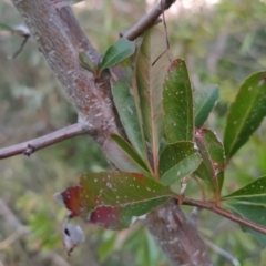 Pyracantha fortuneana at Fadden, ACT - 1 Aug 2023 07:07 AM