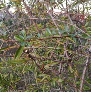 Pyracantha fortuneana at Fadden, ACT - 1 Aug 2023 07:07 AM