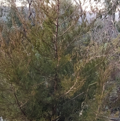 Cupressus arizonica (Arizona Cypress) at Wanniassa Hill - 31 Jul 2023 by KumikoCallaway