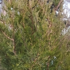 Cupressus arizonica at Fadden, ACT - 1 Aug 2023 07:08 AM