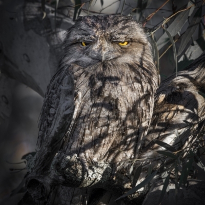 Podargus strigoides (Tawny Frogmouth) at Mount Ainslie - 31 Jul 2023 by trevsci