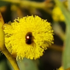 Unidentified Beetle (Coleoptera) at Mount Mugga Mugga - 1 Aug 2023 by Mike